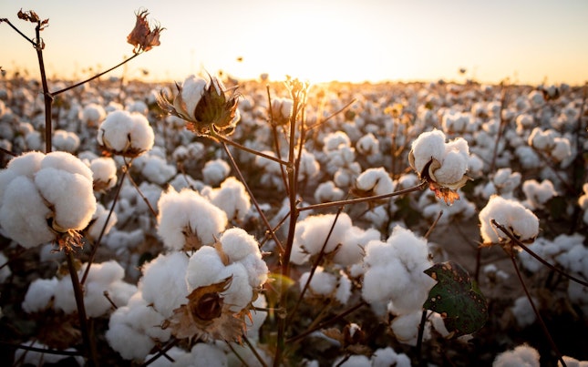 Cotton Plant