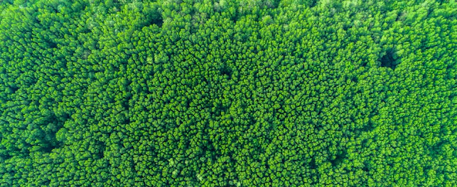 Dense Forest