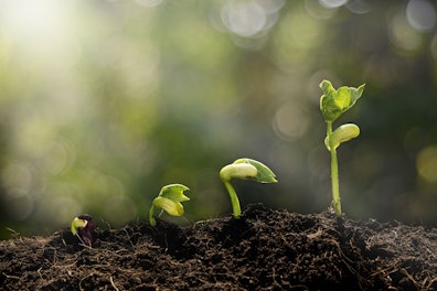 Evolution of Green Plant Growing