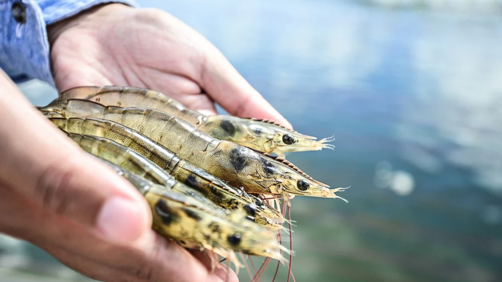 Farmer holding shrimp in his hand