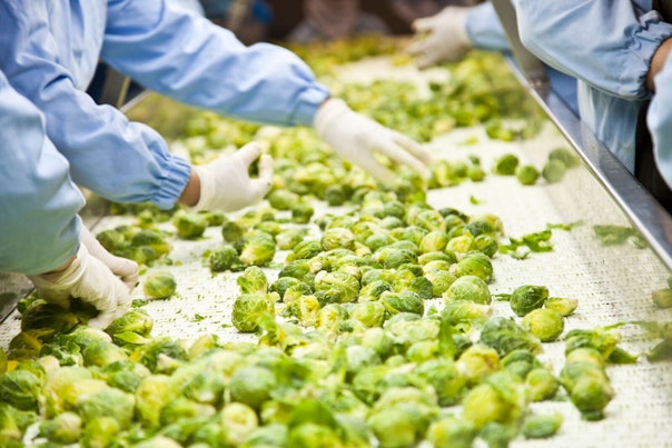 Harvested Brussels Sprouts on Conveyor Belt in Food Plant
