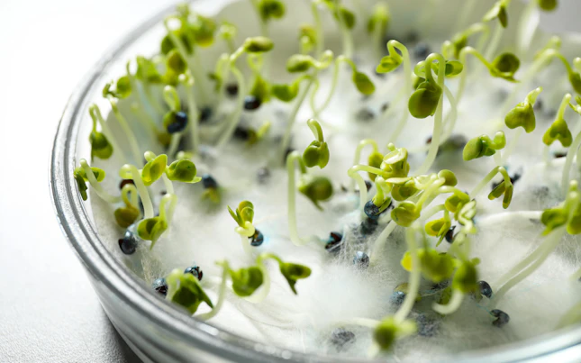 Seed Quality Germination