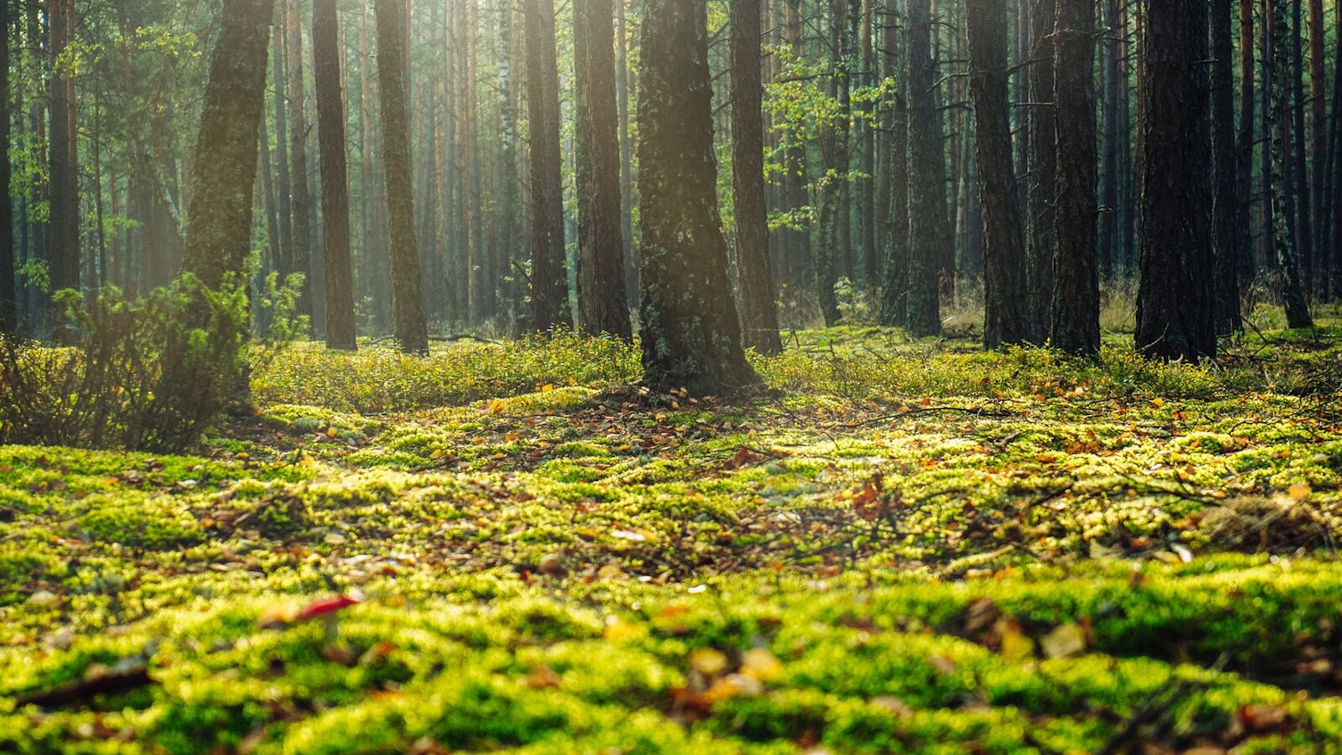 Green Moss Bed in Forest