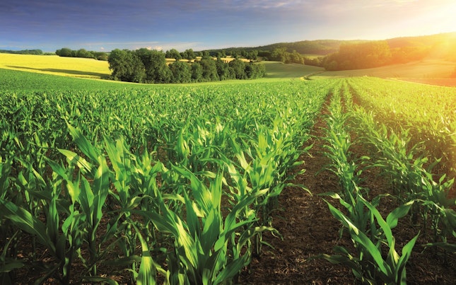 Plantation field