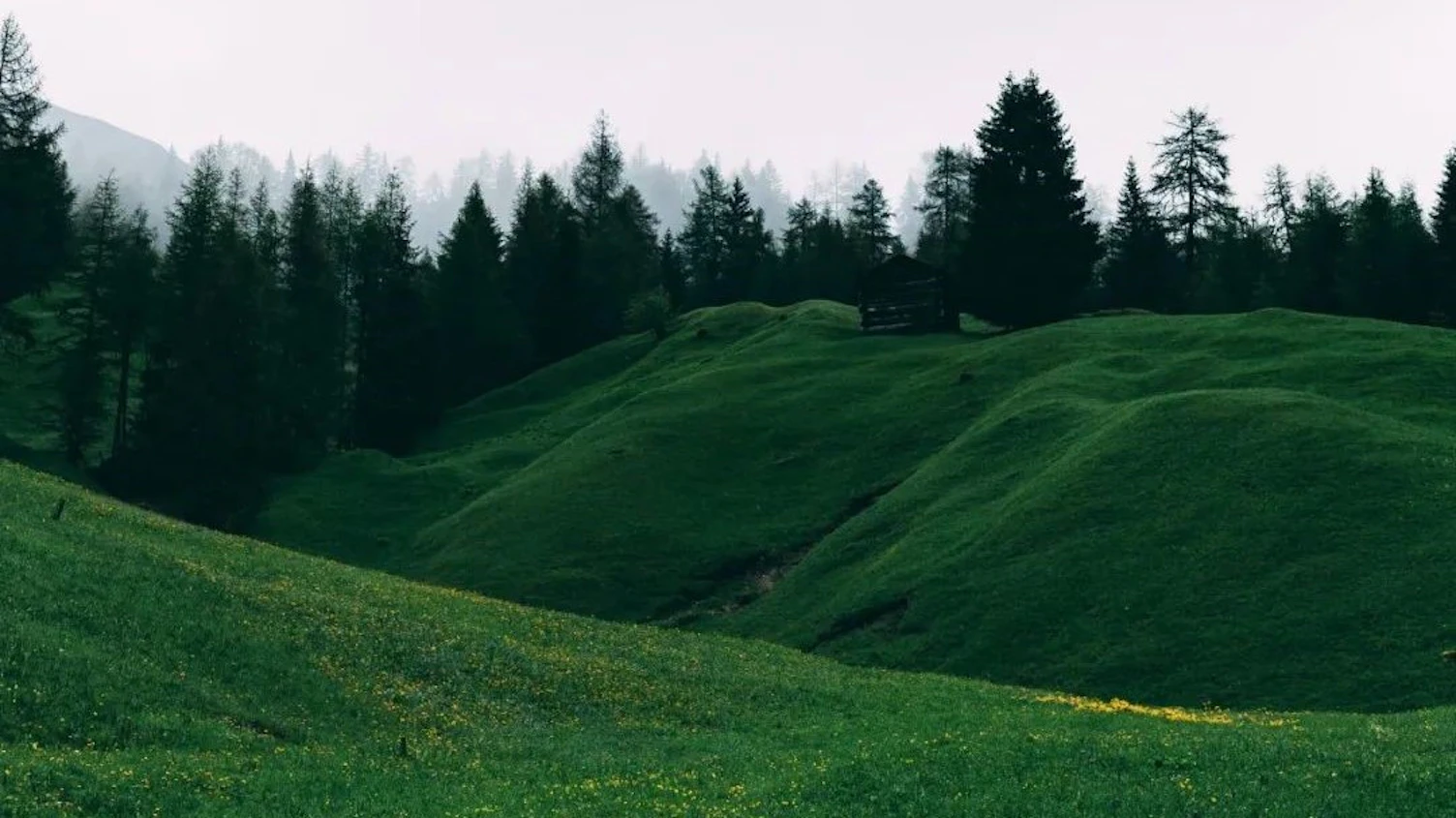 山树绿色背景