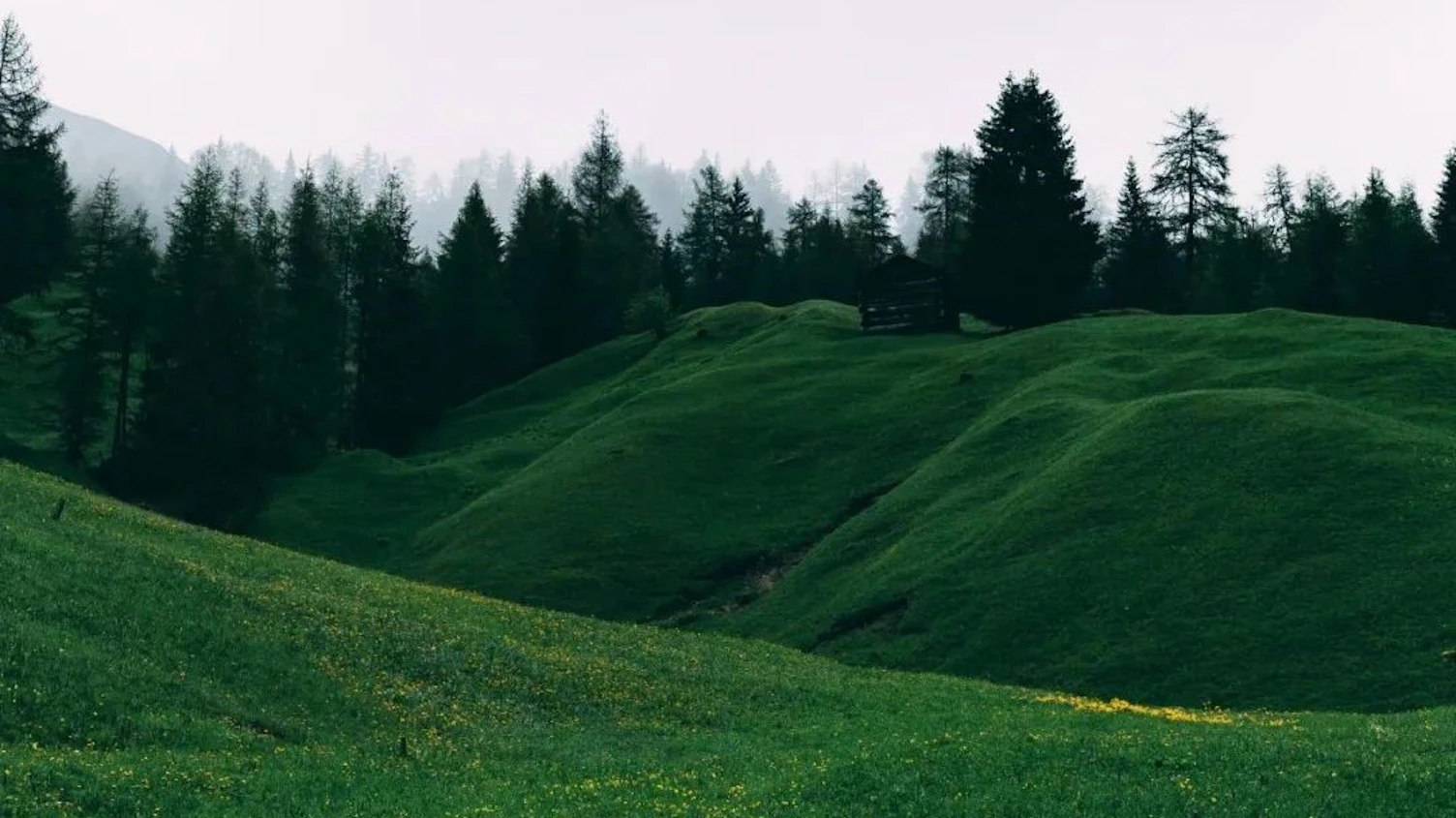 山树绿色背景