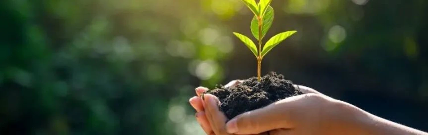 手持泥土中生长的草