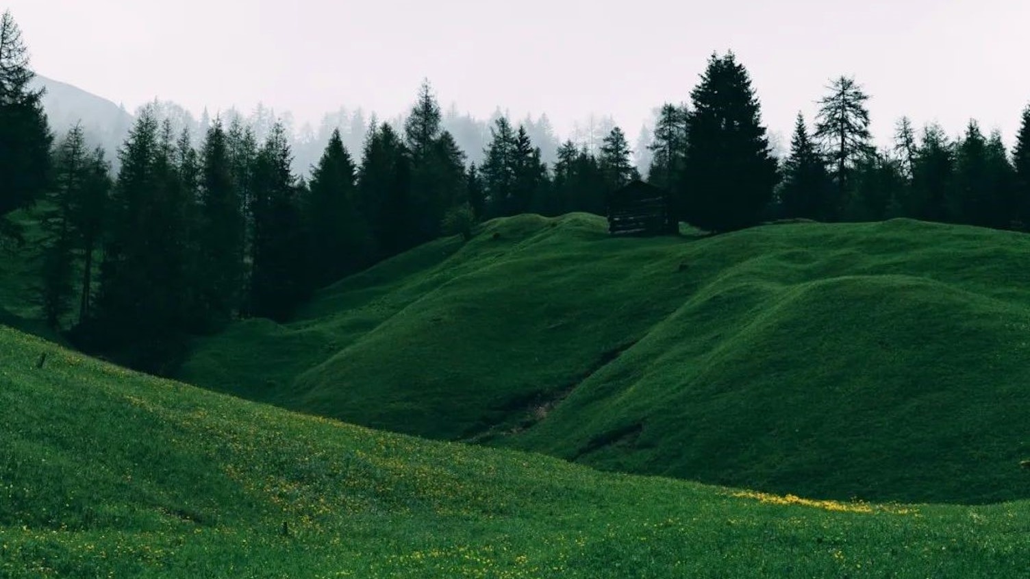 山树绿色背景