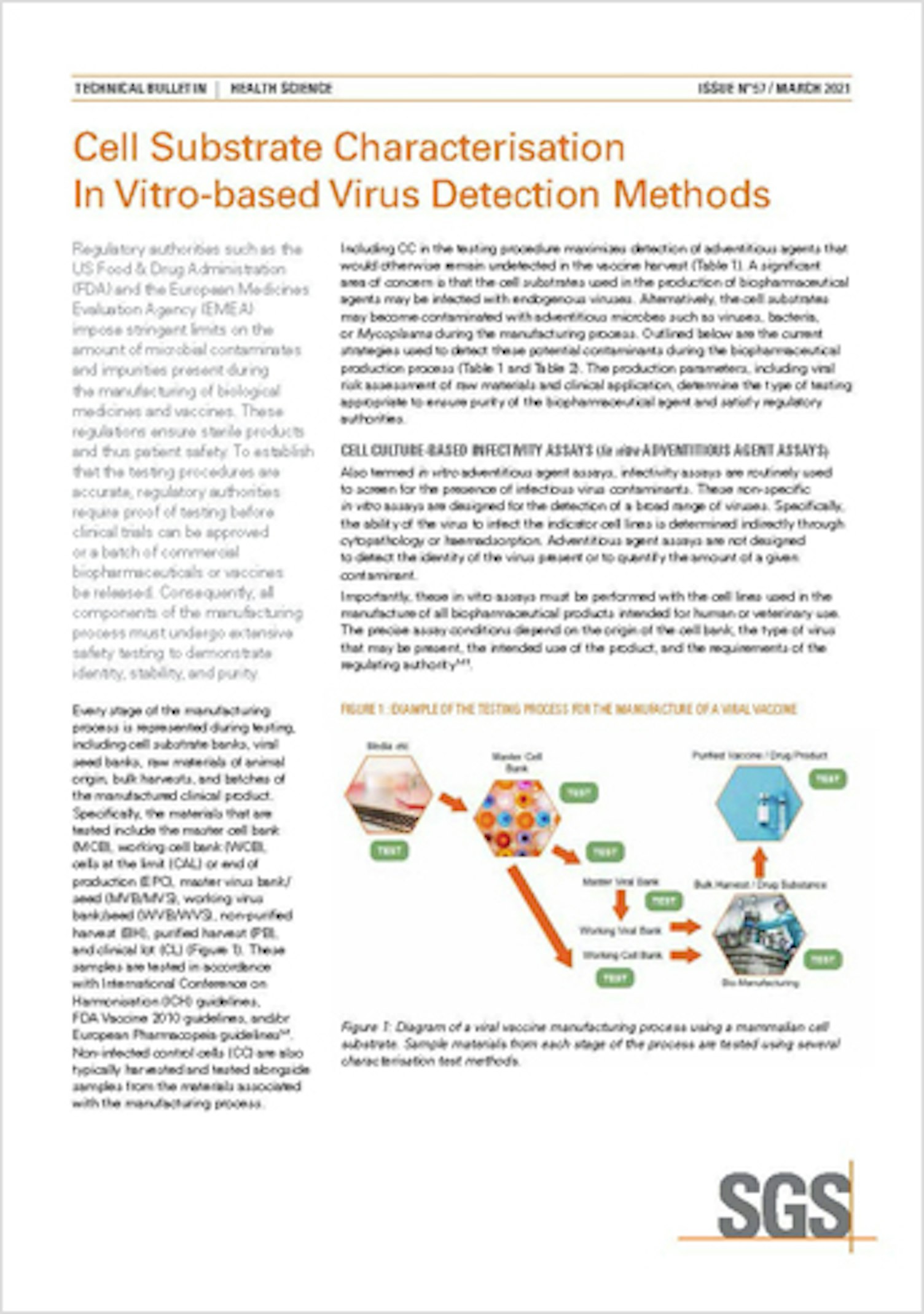 Cell Substrate Characterization In Vitro based Virus Detection Methods