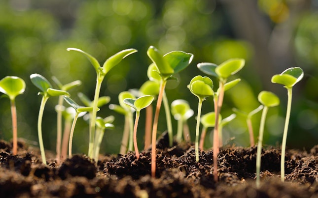 Green Sprout Growing out from Soil