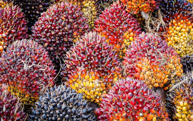 Palm Oil Fruits