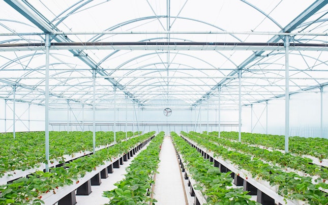 Rows of Plants Growing in Greenhouse