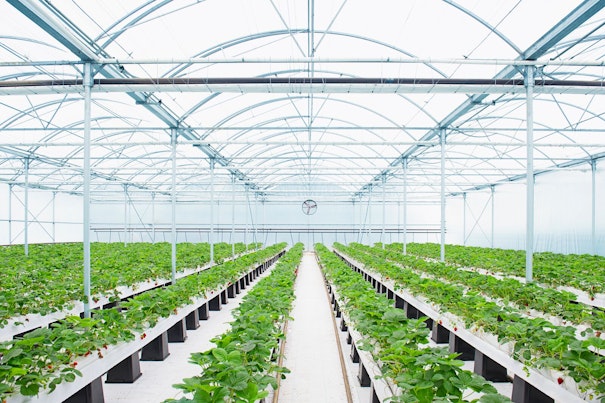 Rows of Plants Growing in Greenhouse
