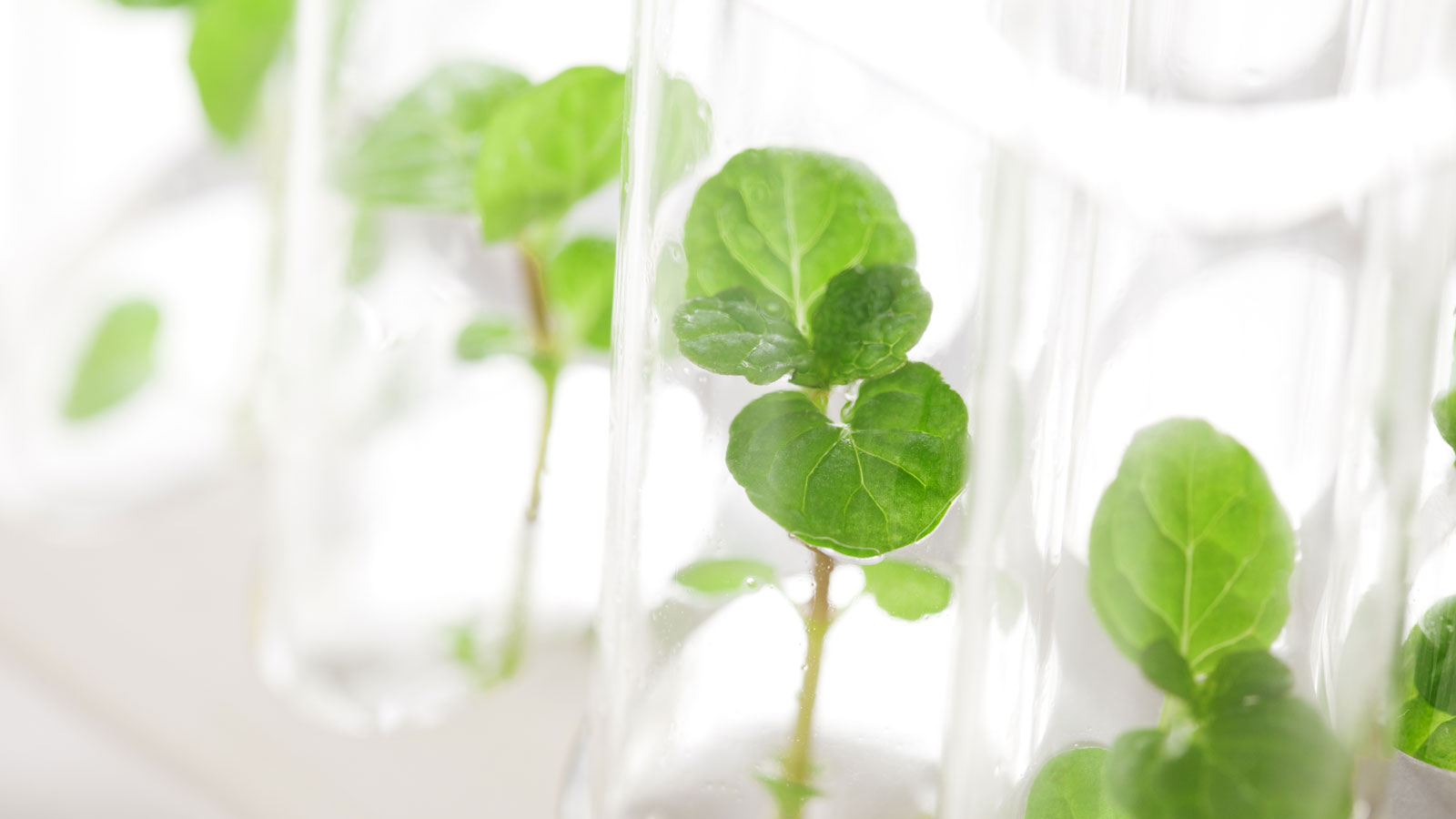 Same Plant Samples