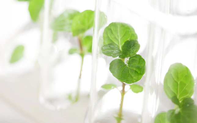 Same Plant Samples