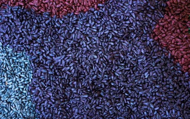 在盘子中种植种子