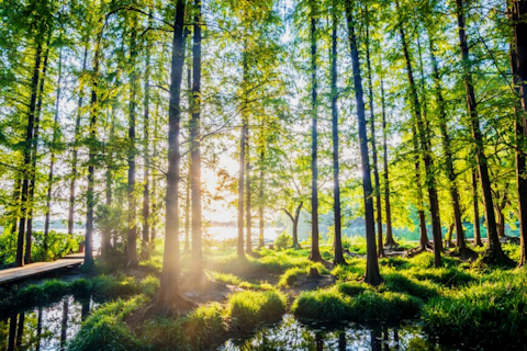 Sunlight Passing through the Forest