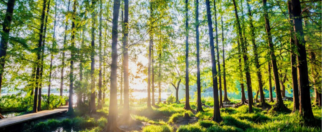 Sunlight Passing through the Forest