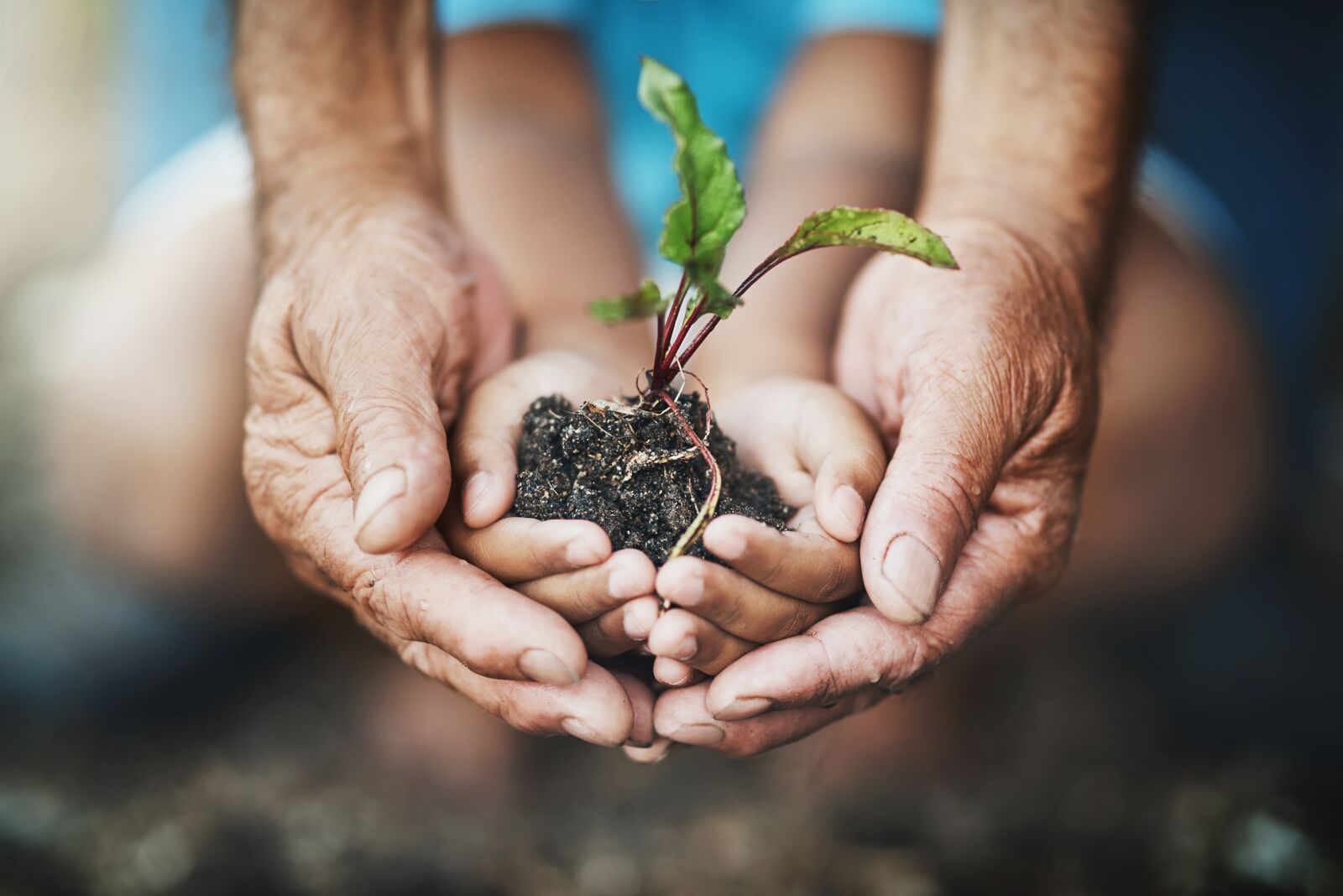 Two Generations Holding a Plant Growing out of Soil