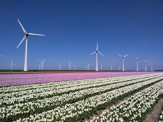 Wind Turbine Farm in Tulip Field