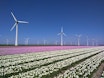 Wind Turbine Farm in Tulip Field