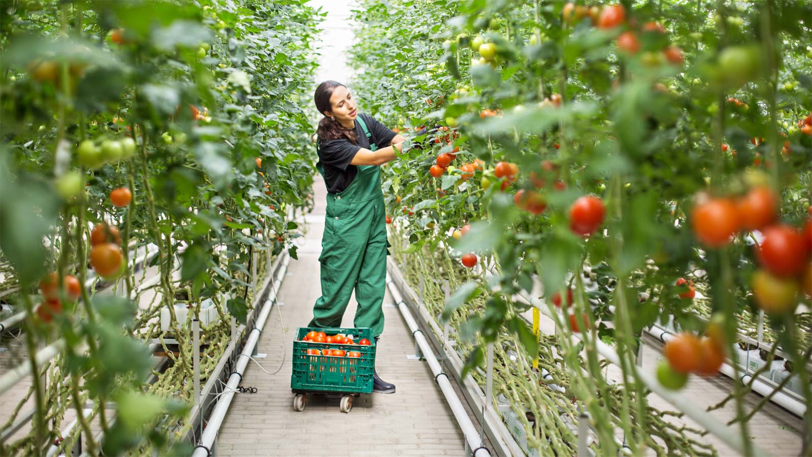 工人挑选西红柿